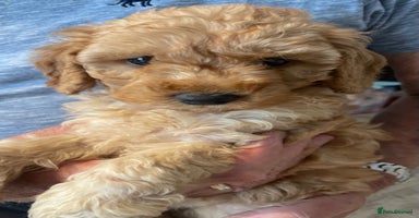 Cavapoo dogs - Advert 2