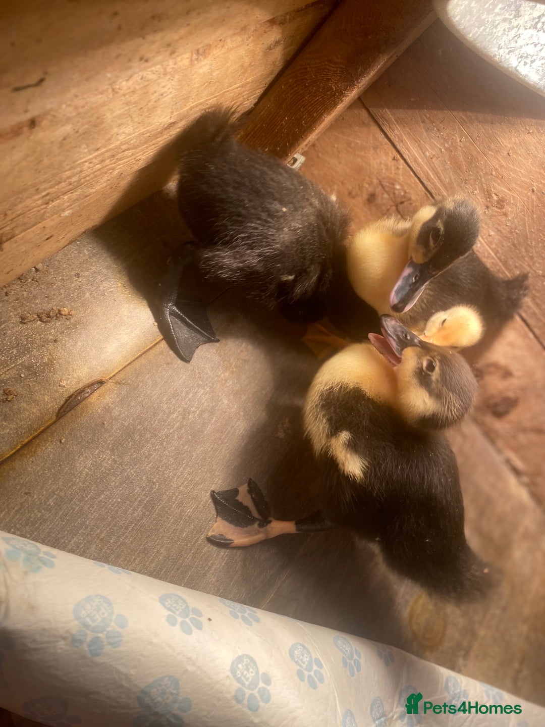 Ducks poultry for sale: Ducklings for sale  - Image 3