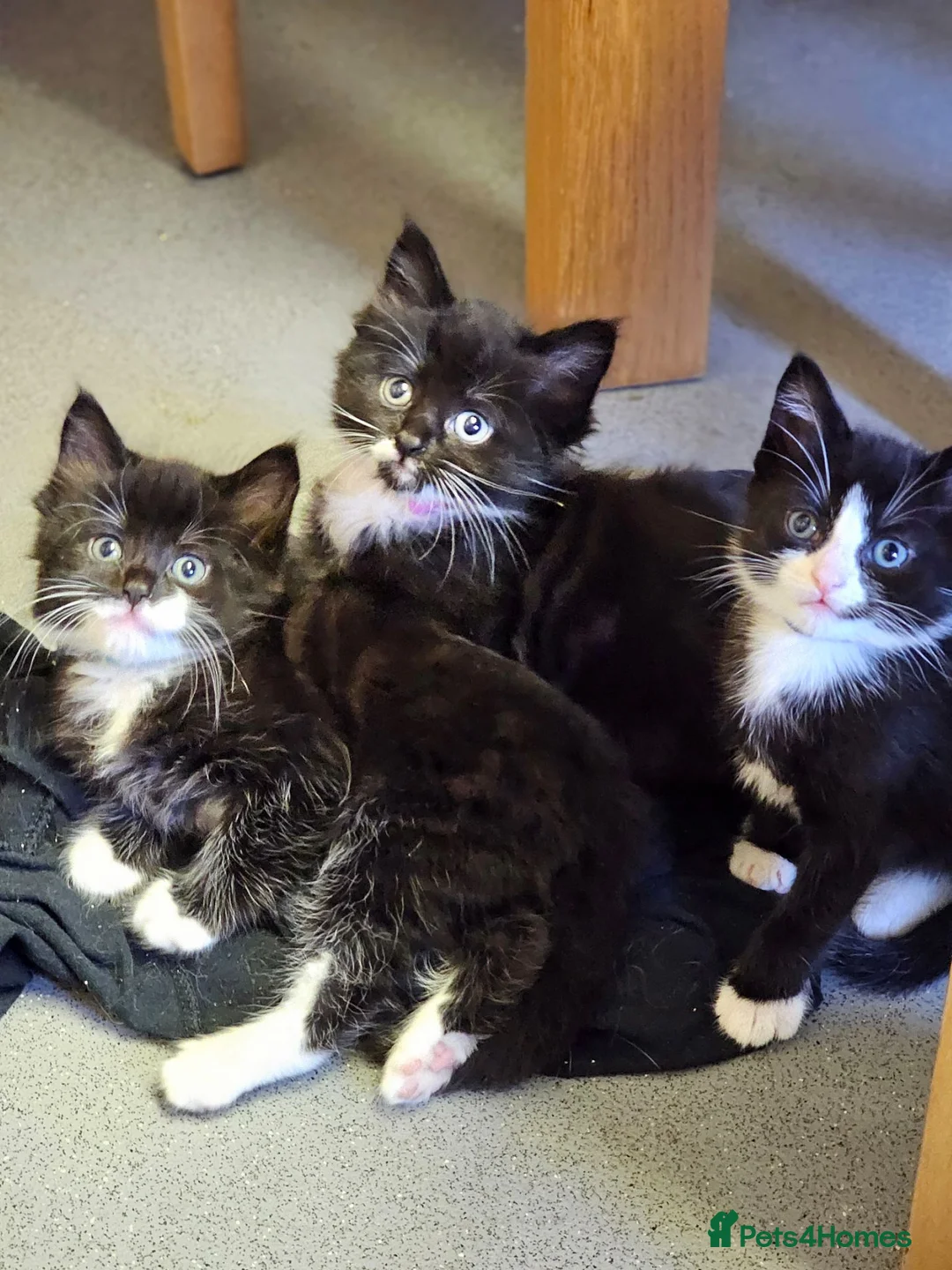 Mixed Breed cats for sale: Fluffy kittens - Advert 1