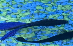 Bettas fish for sale: Fish  - Image 2