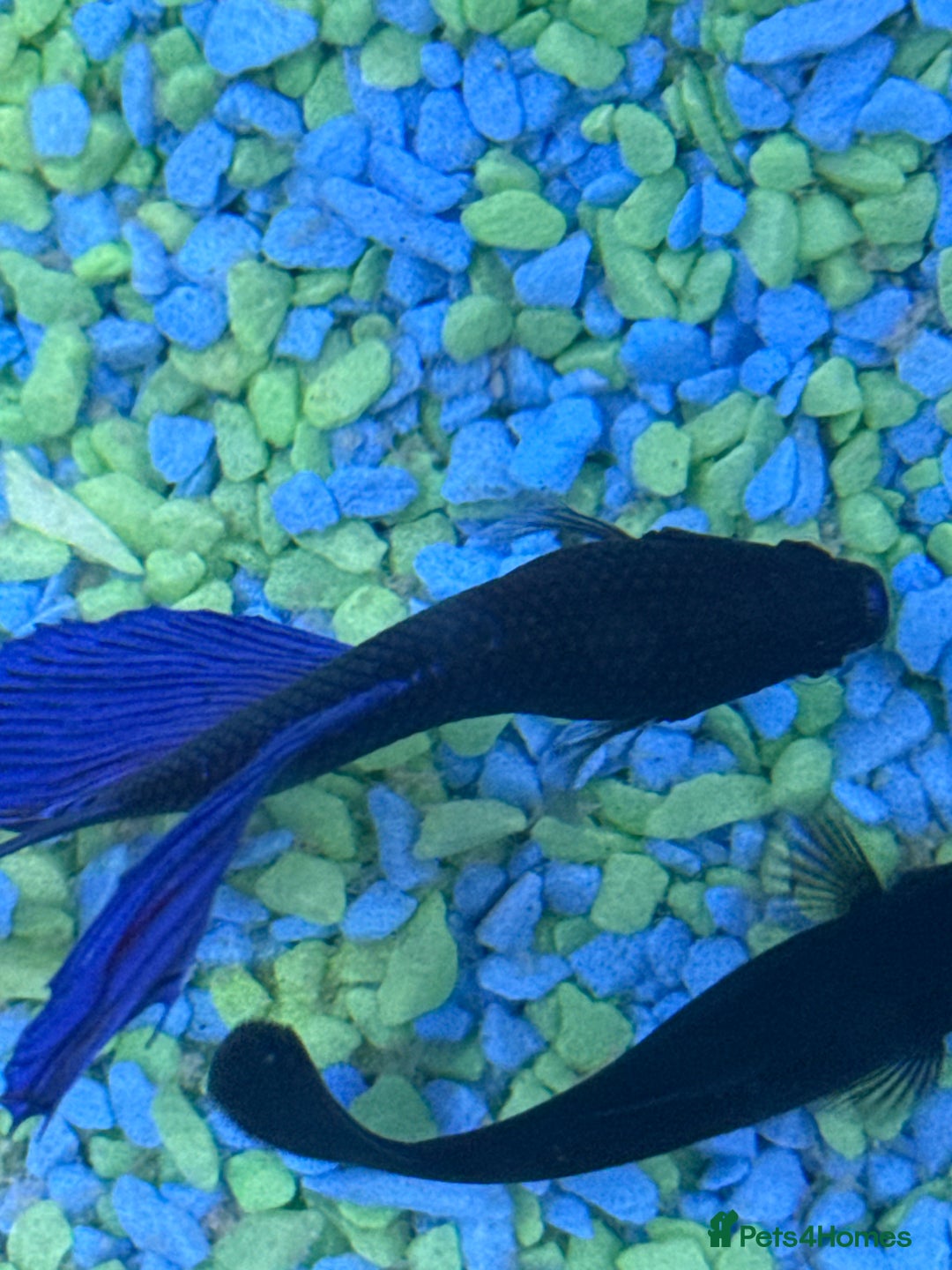 Bettas fish for sale: Fish  - Image 2