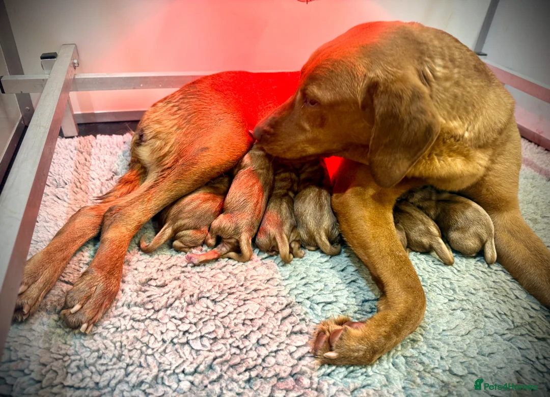 Labrador Retriever dogs for sale: KC Registered Fox Red Labrador Puppies - Advert 14