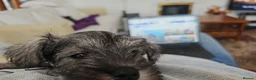 Miniature Schnauzer dogs for sale: Waiting list for KC reg Miniature Schnauzer pups   - Advert 7