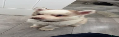 Siberian Husky Puppy 3