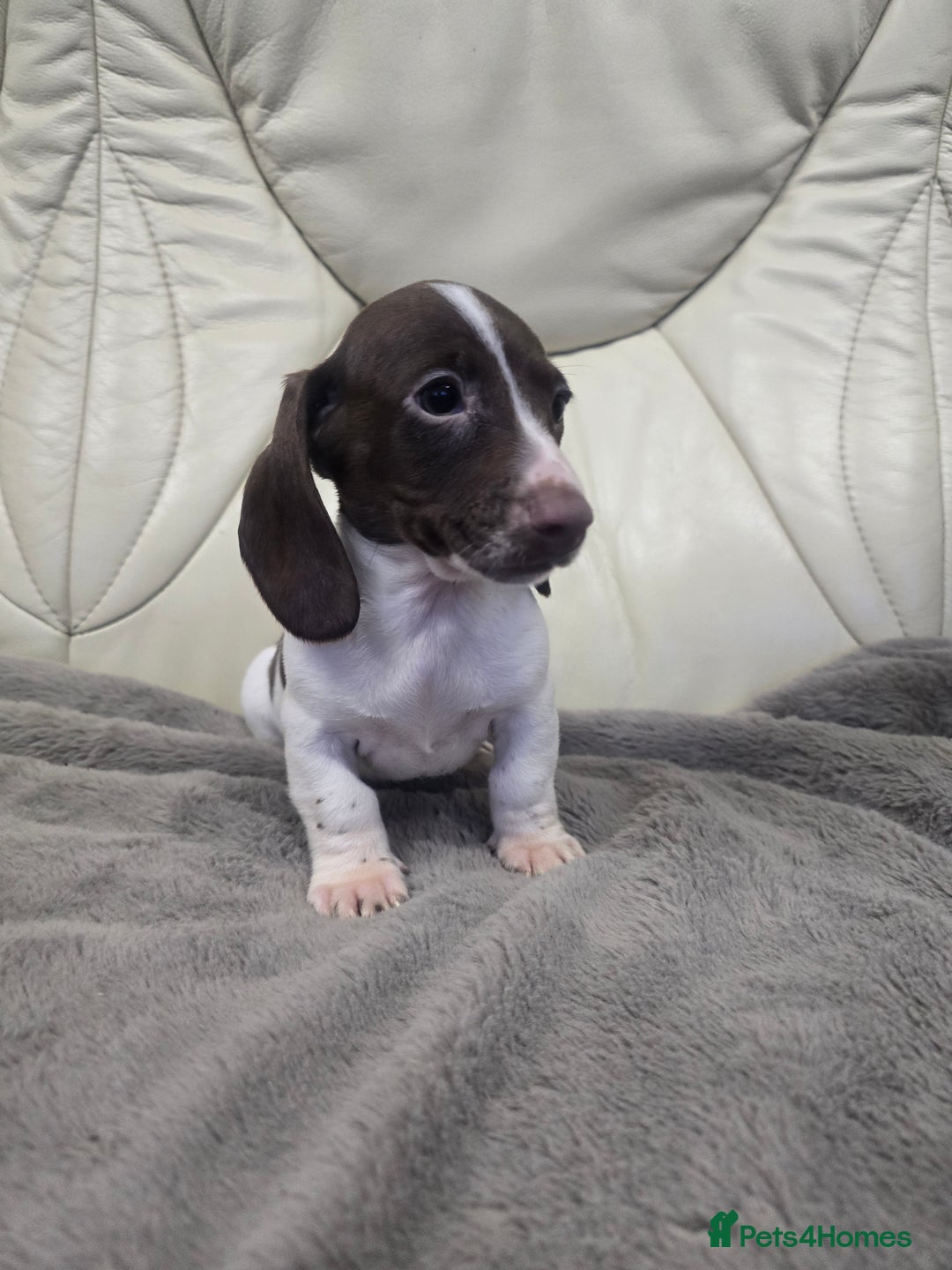 Miniature Dachshund dogs for sale: Miniature Dachshund Puppies - Advert 5