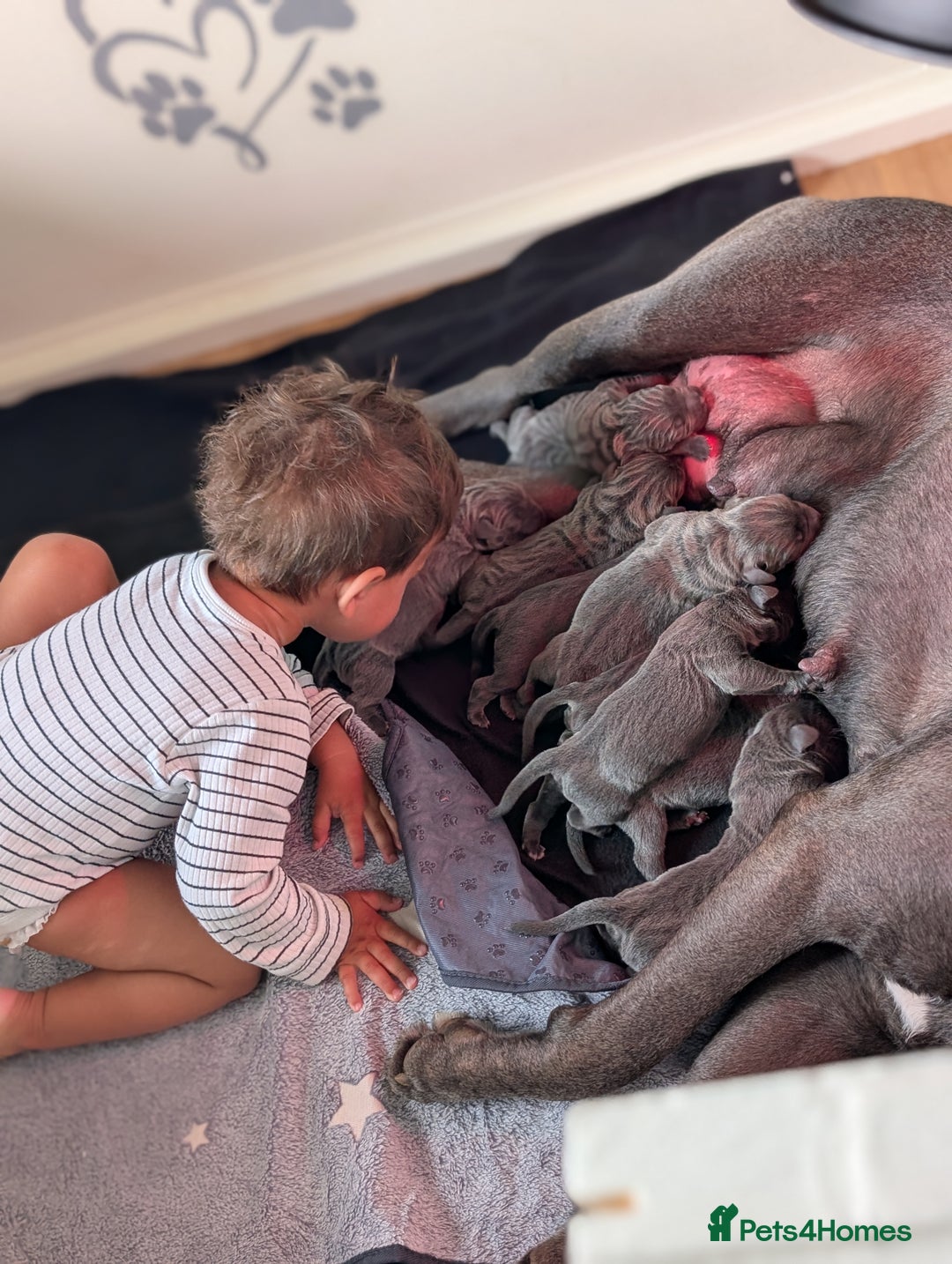 Cane Corso dogs for sale: European cane corsos  - Image 16