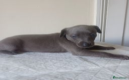 Whippet dogs for sale:  WHIPPET BABY'S (not kc reg) - Image 7
