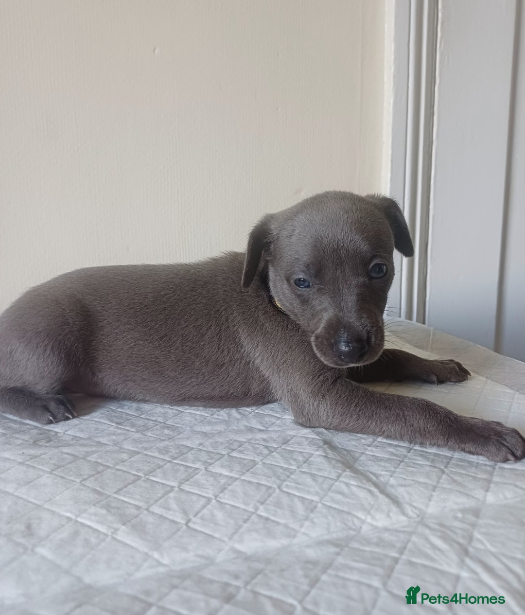 Whippet dogs for sale:  WHIPPET BABY'S (not kc reg) - Image 7