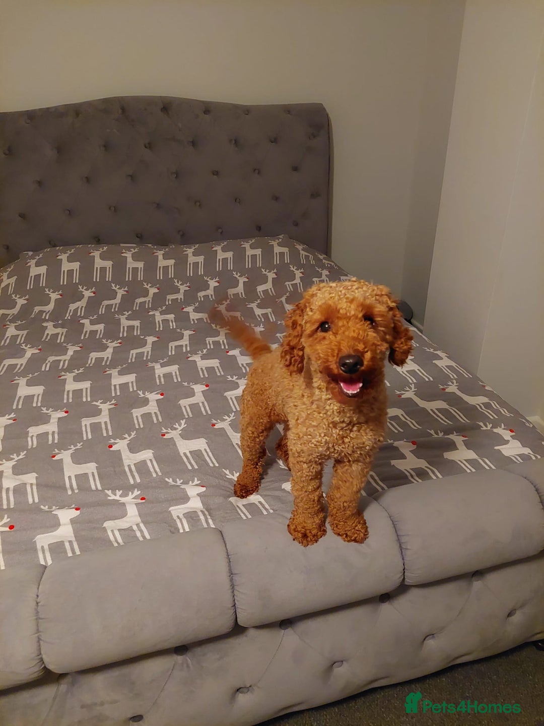 Miniature Poodle dogs for stud: KC Red stud Minature Poodle in Baldock - Advert 6