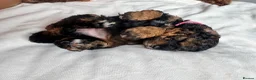 Toy Poodle dogs for sale: 🐾 KC Toy Poodle Puppies - Beautiful Colours 🐾 - Advert 6