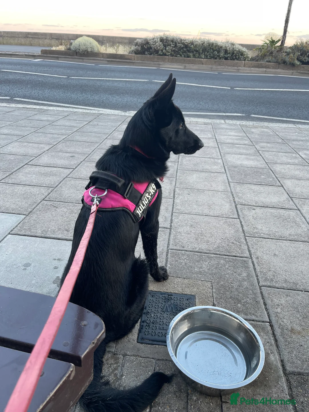 Mixed Breed dogs for sale: Shollie female  - Advert 1