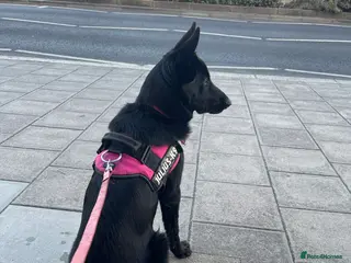 Mixed Breed dogs Shollie female - Advert 1