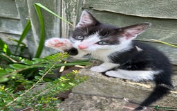 British Shorthair cats for sale: Female Ginger, Calico and Black and White - Image 11
