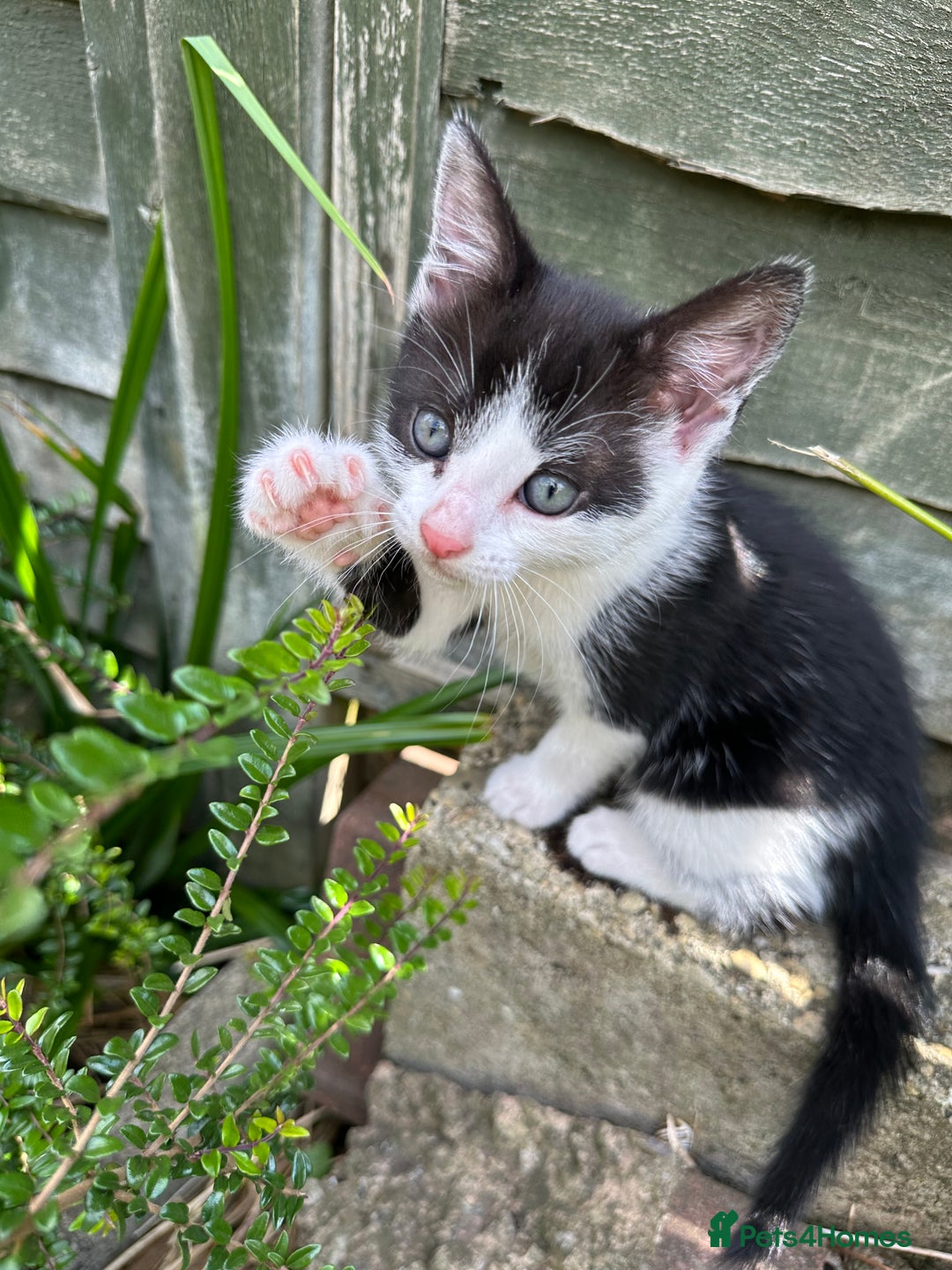 British Shorthair cats for sale: Female Ginger, Calico and Black and White - Image 11
