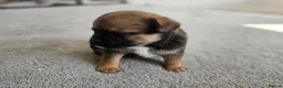 Mixed Breed dogs for sale: Frug cross pomeranian puppies  in Nottingham - Advert 7