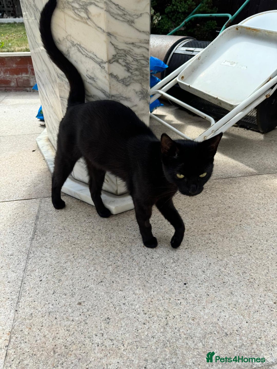 Mixed Breed cats for sale: Little fluffy ones are looking for loving owners! - Image 5