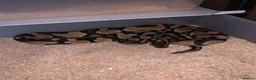 Python Snake reptiles for sale: Ball pythons  - Advert 4