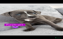 Staffordshire Bull Terrier dogs for sale: Blue Staffordshire bull terrier  - Image 17