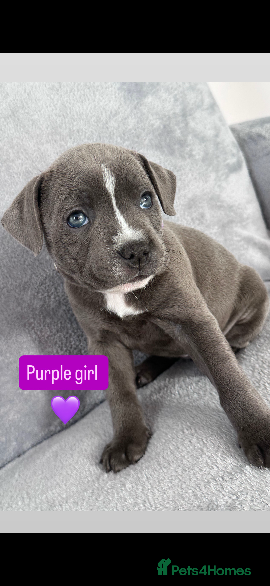 Staffordshire Bull Terrier dogs for sale: Blue Staffordshire bull terrier  - Image 17