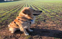 Golden Retriever dogs for sale: Golden Retriever Puppies Health Tested parents  - Image 8