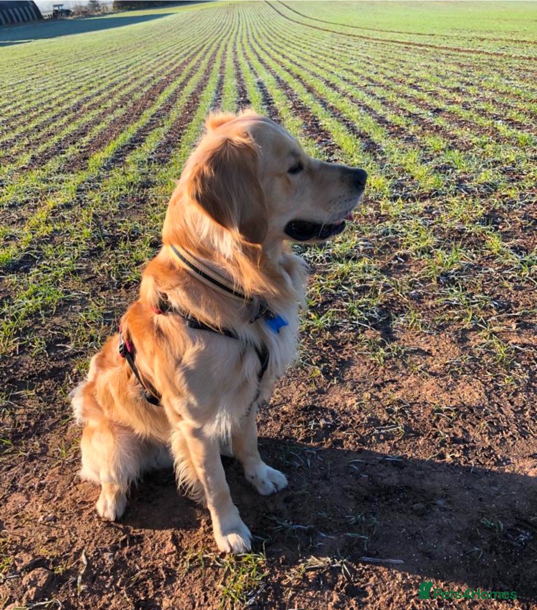 Golden Retriever dogs for sale: Golden Retriever Puppies Health Tested parents  - Image 8