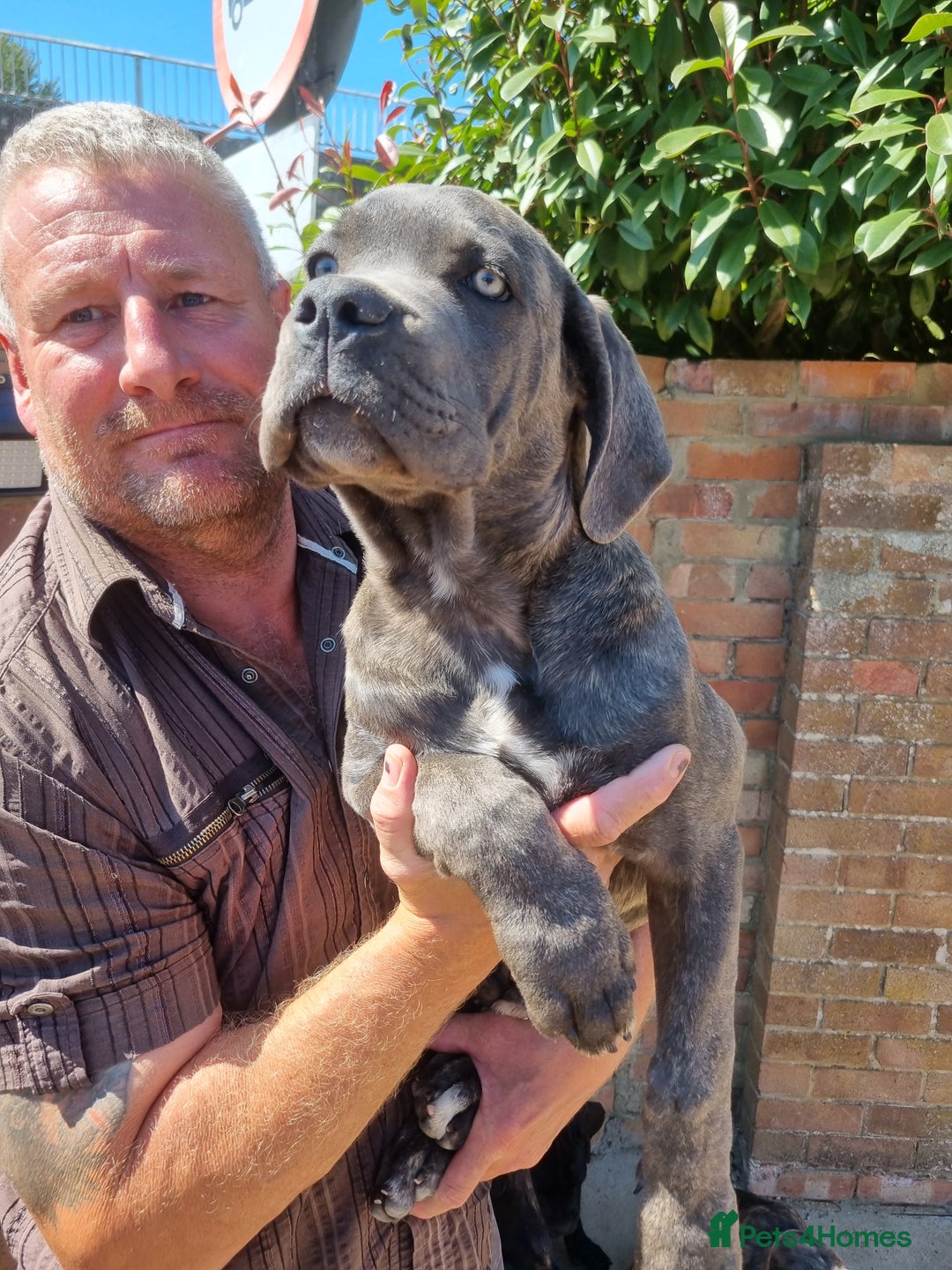 Cane Corso dogs for sale: Italian cane corso puppies  - Image 17