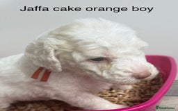 Labradoodle dogs for sale: Therapy breeder 5th gen miniature F1bbbb - Image 32