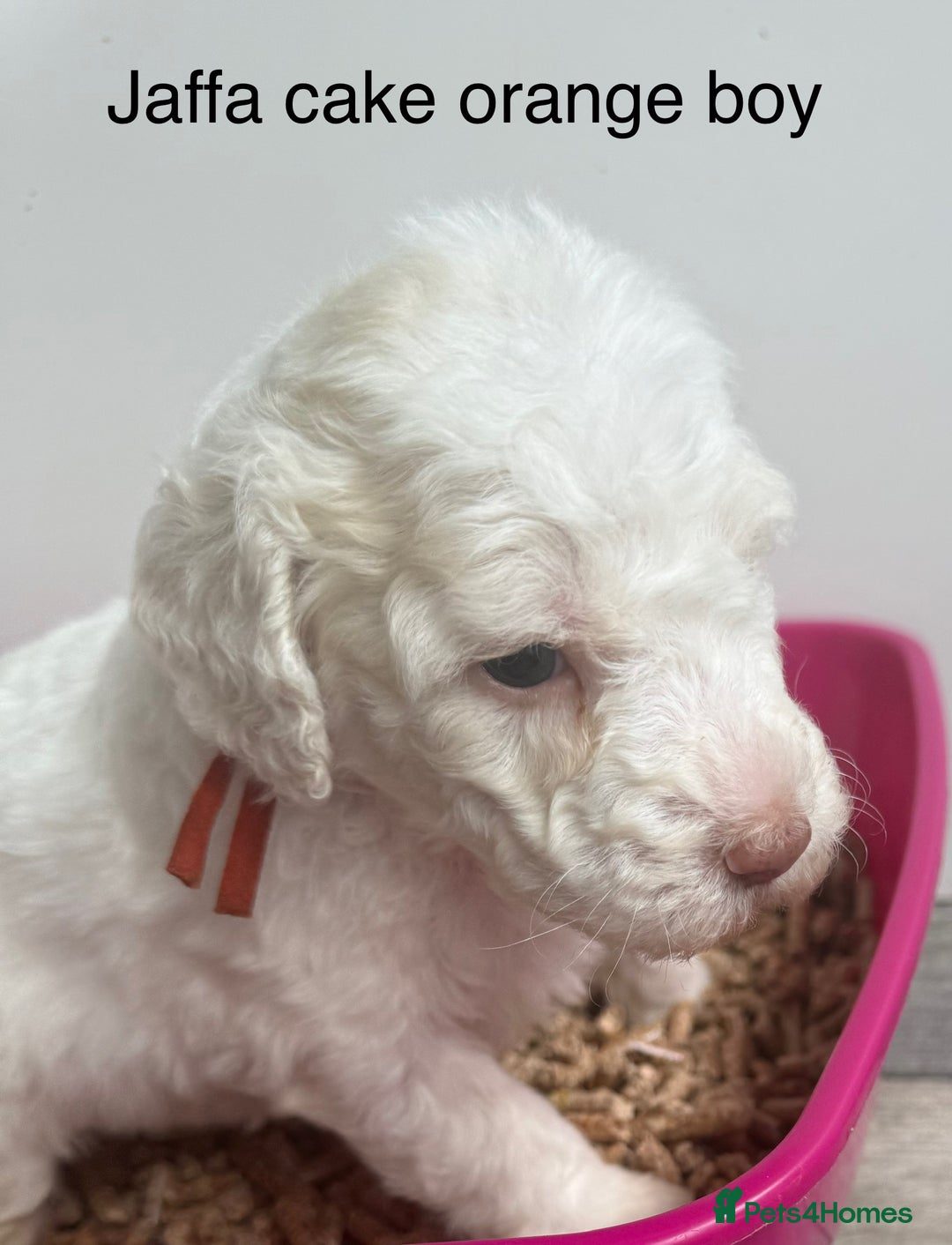 Labradoodle dogs for sale: Therapy breeder 5th gen miniature F1bbbb - Image 32