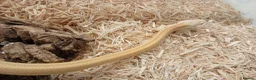 Corn Snake reptiles for sale: Beautiful, Captive-Bred Corn Snakes – DJL Exotics - Advert 5