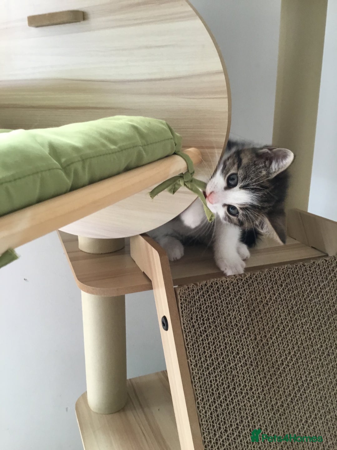 British Shorthair cats for sale: Little Tabby Kitten  - Image 2