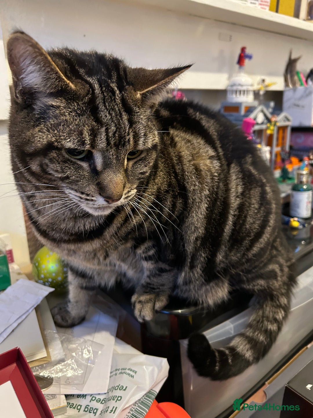 Mixed Breed cats for sale: 7 year old tabby female - Advert 3
