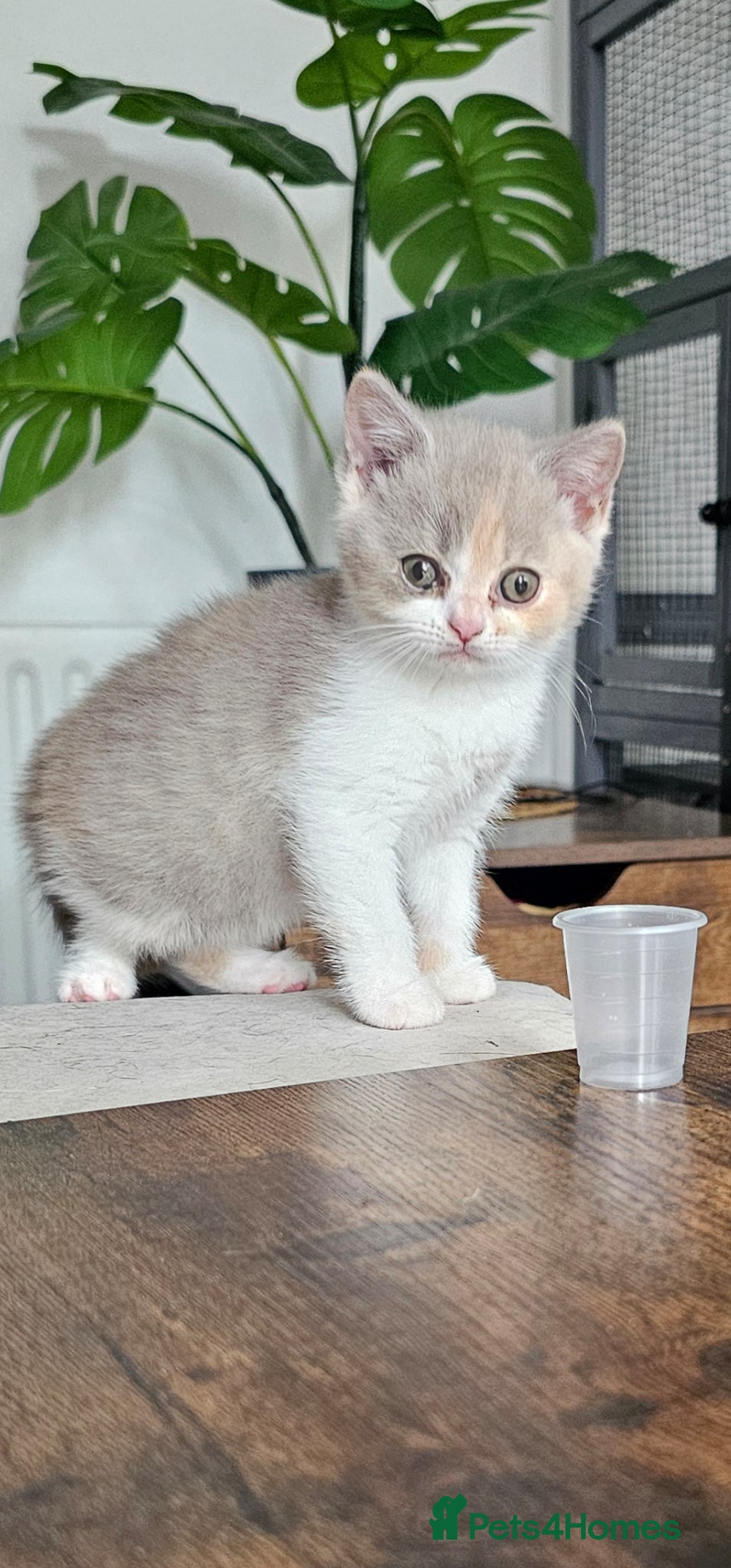 British Shorthair cats for sale: Beautiful British shorthair kittens, 1 female left - Advert 2