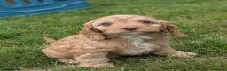 Cockapoo dogs for sale: Miniature F1 Cockapoo Pups, Health Tested Parents - Advert 3