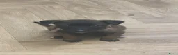 Mixed Breed dogs for sale: Mali x greyhound puppies in Bishop Auckland - Advert 10