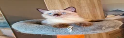 British Shorthair cats for sale: Beautiful colour point B-shorthair ready to lewve - Advert 11