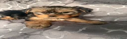 Yorkshire Terrier dogs for sale: Yorkshire terrier puppies  - Advert 3