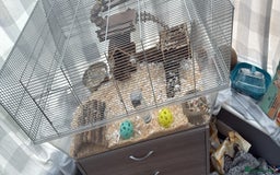 Gerbil rodents for sale: gerbils for sale - Image 1