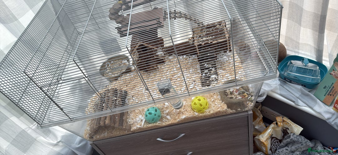 Gerbil rodents for sale: gerbils for sale - Image 1