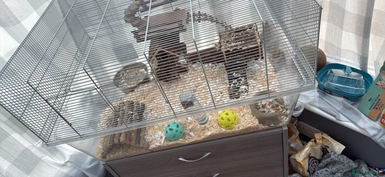 Gerbil rodents - Advert 1