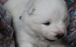 Samoyed dogs for sale: Samoyed puppies - fluff and joy - Image 34