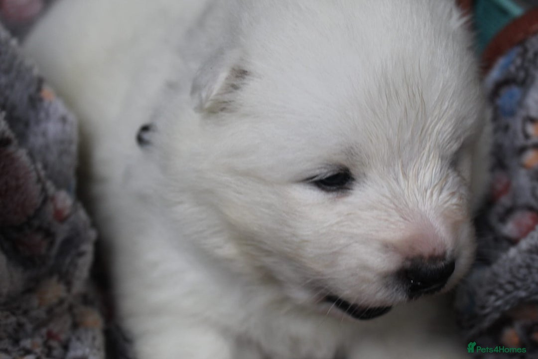 Samoyed dogs for sale: Samoyed puppies - fluff and joy - Image 34
