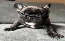 French Bulldog dogs for sale: KC wonderful French Bulldog puppies🐾 - Image 26
