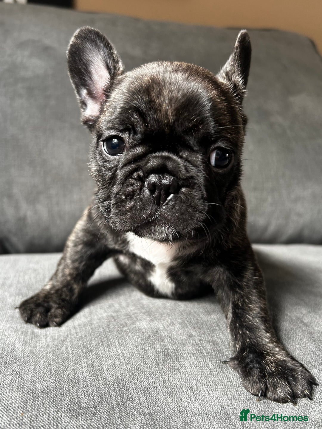 French Bulldog dogs for sale: KC wonderful French Bulldog puppies🐾 - Image 26