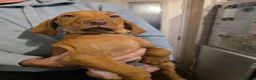 Hungarian Vizsla dogs for sale: ***Ready Now*** Hungarian Vizsla Puppies  - Advert 24