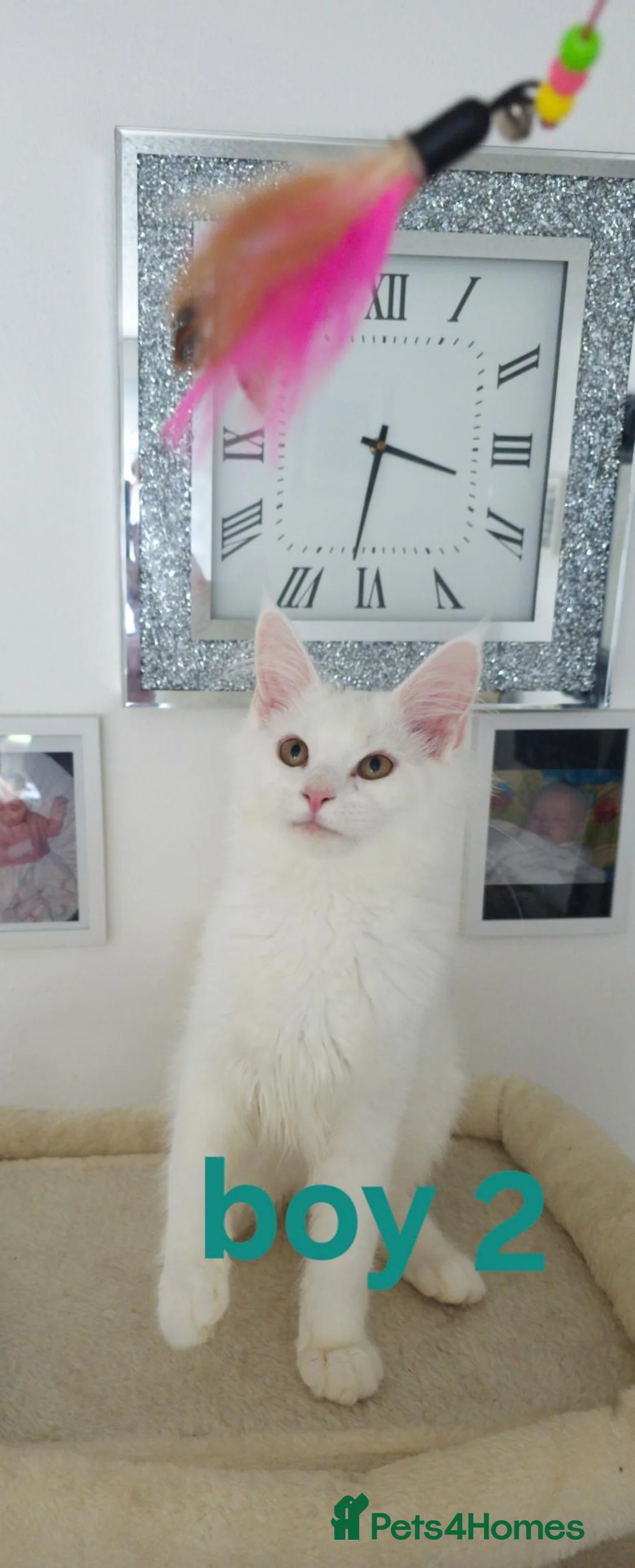 Maine Coon cats for sale: Pure white maincoon  in Glasgow - Advert 2
