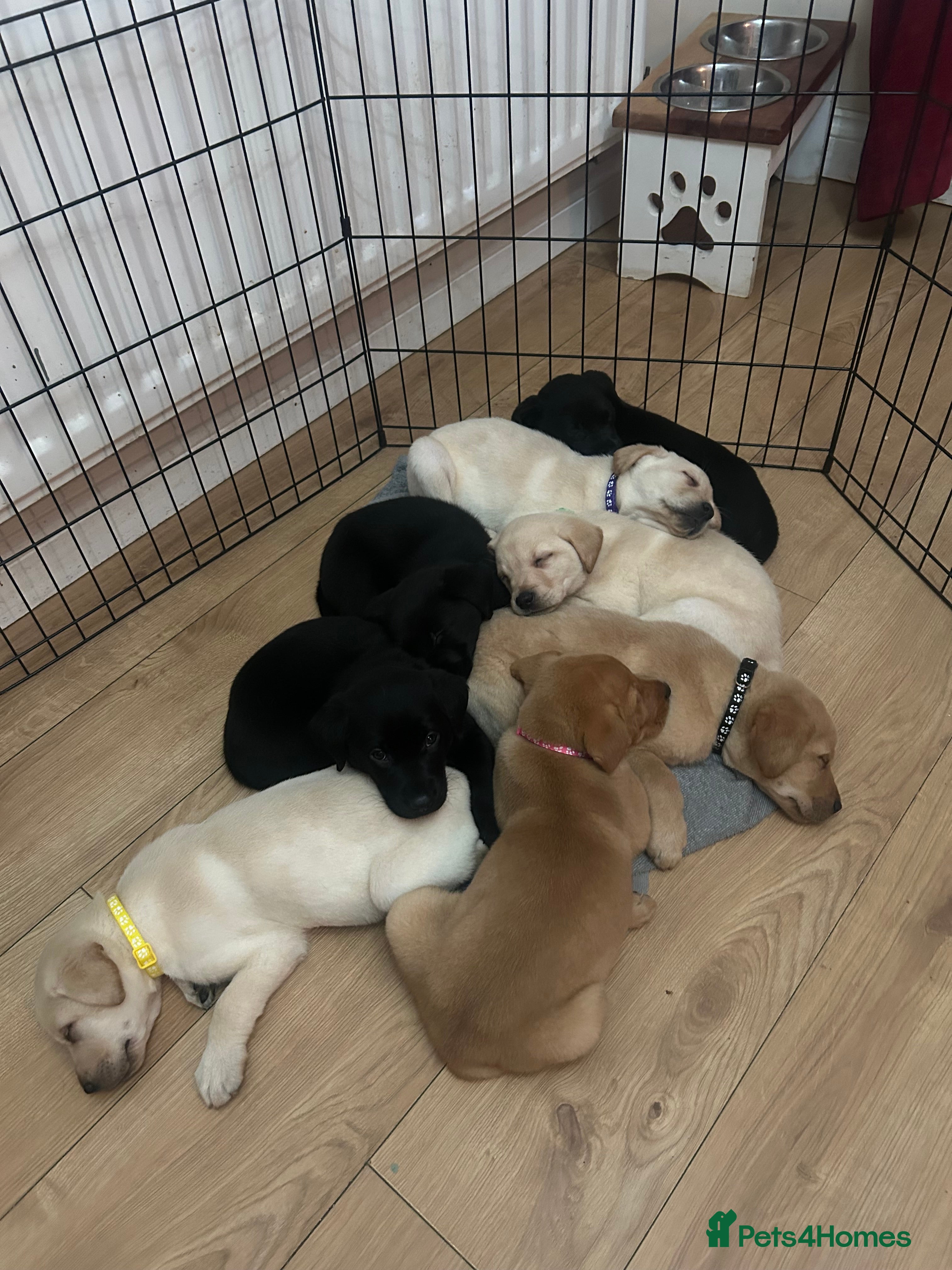 Labrador Retriever dogs 2 left* 8 Labrador puppies for sale 🤍  - Advert 9