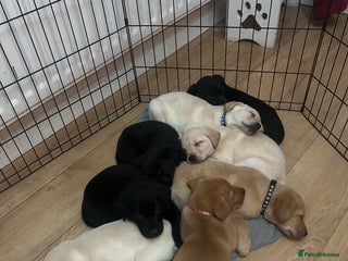 Labrador Retriever dogs 8 Labrador puppies for sale 🤍 - Advert 1
