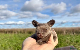 Angora rabbits for sale: Fully Vaccinated Pedigree English Angoras  - Image 12