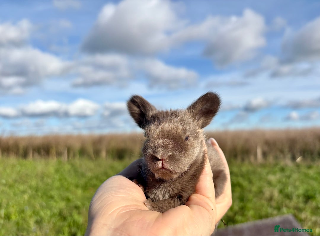 Angora rabbits for sale: Fully Vaccinated Pedigree English Angoras  - Image 12