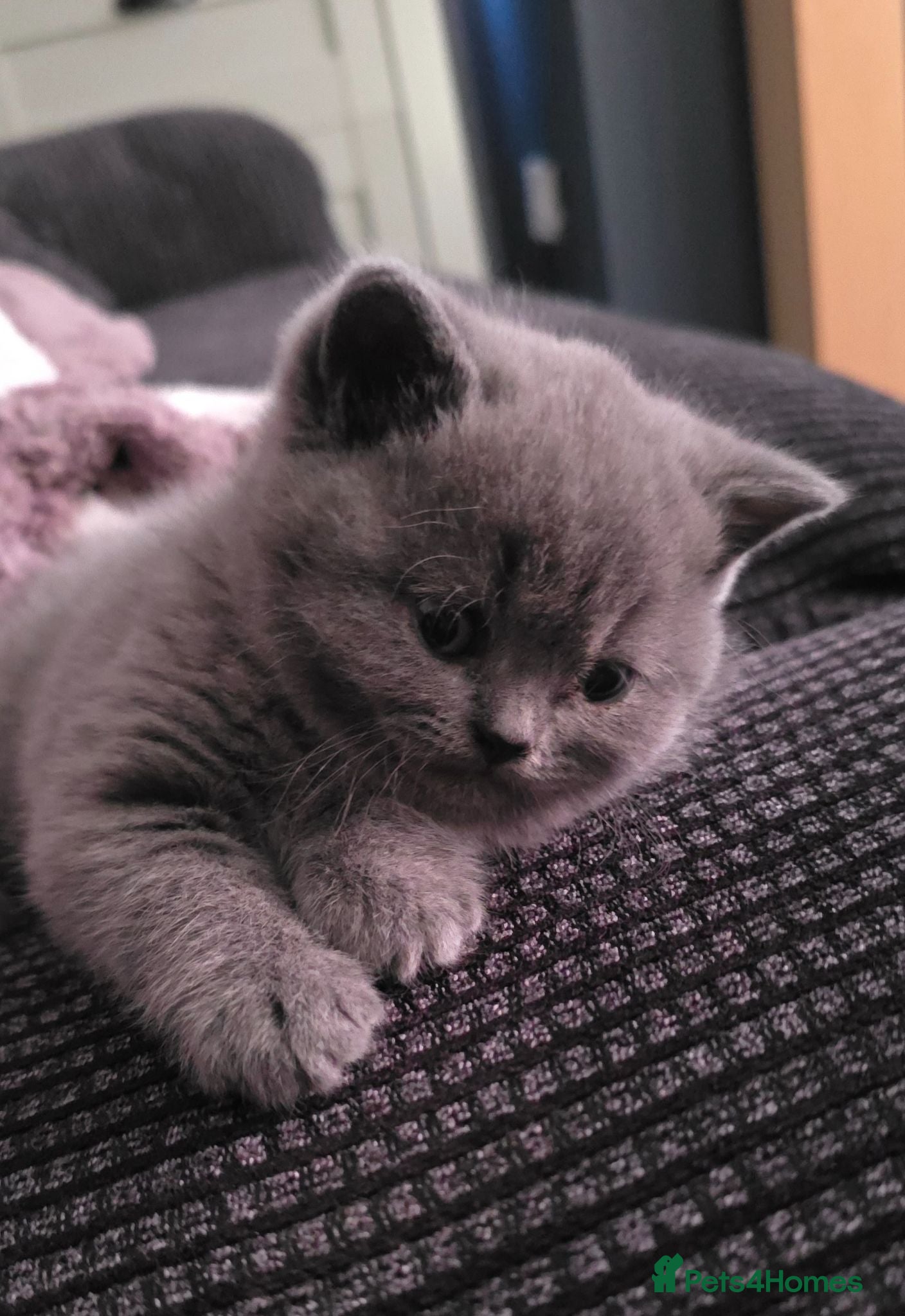 British Shorthair cats Beautiful British Short Hair Kittens - Advert 18